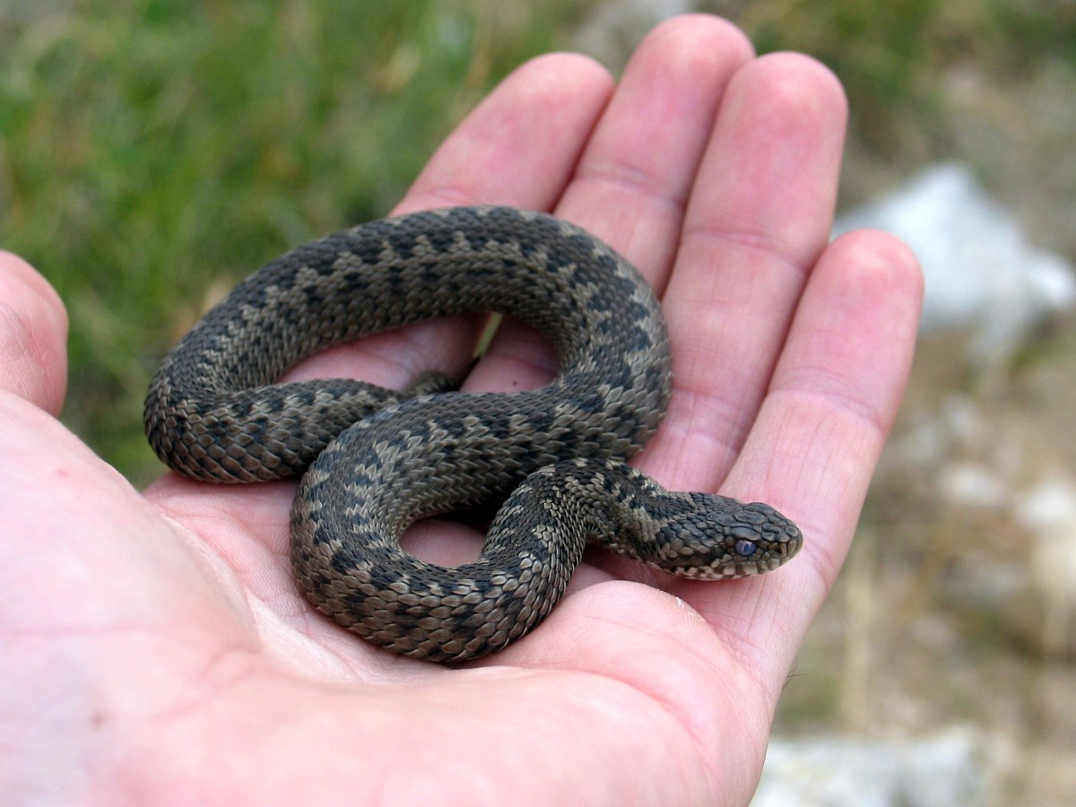Vipera ursinii macrops, Wiesenotter, meadow viper
