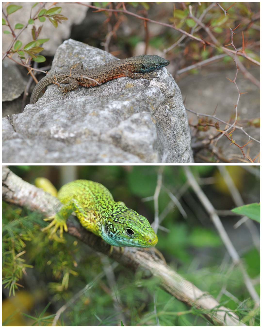 Algyroides nigropunctatus, Lacerta sp. Adriatic lineage