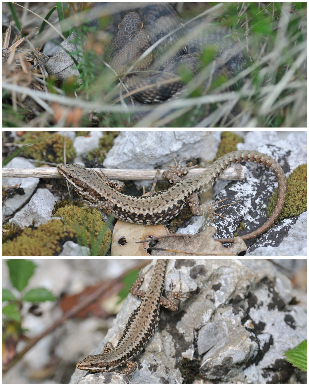Vipera aspis, Podarcis muralis