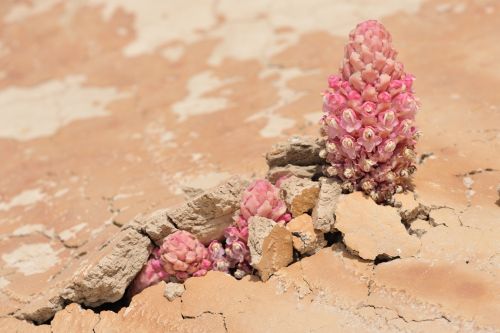 Cistanche sp. Oman