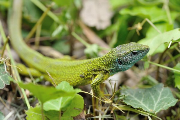 Lacerta viridis