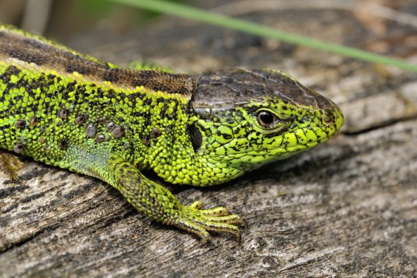 Lacerta agilis