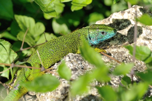 Lacerta viridis