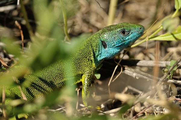 Lacerta viridis