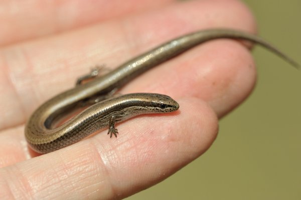 Ablepharus kitaibelii (European snake-eyed skink / Johannisechse)