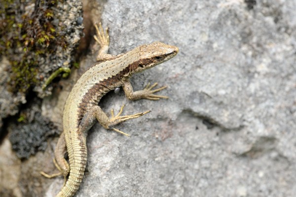 Iberolacerta horvathi / horvath's rock lizard / Kroatische Gebirgseidechse