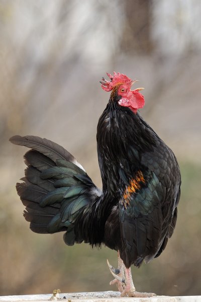 a spanish cock...