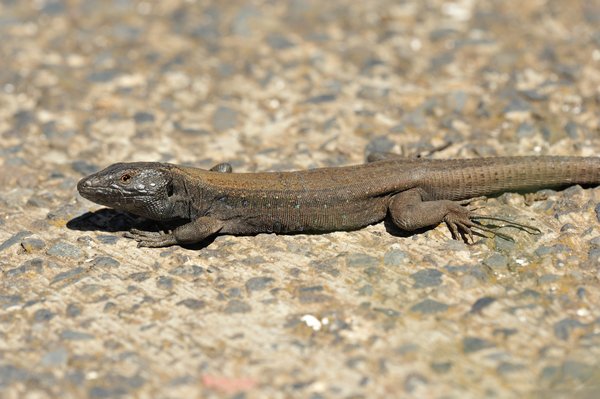 Gallotia caesaris gomerae, Boettger's Lizard, Kleine Kanareneidechse, male, Männchen