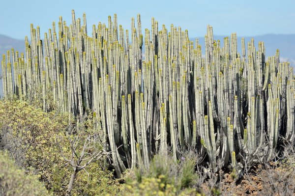 Euphorbia canariensis (Kanaren-Wolfsmilch, Canary Island spurge)
