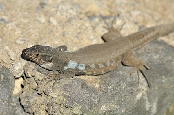 Gallotia galloti galloti, male, Tenerife Lizard, Westkanaren Eidechse, Männchen