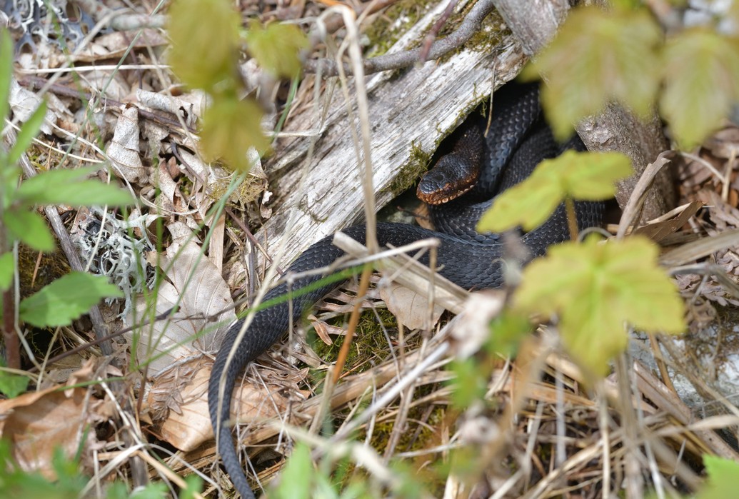 Common adder / Kreuzotter / Vipera berus