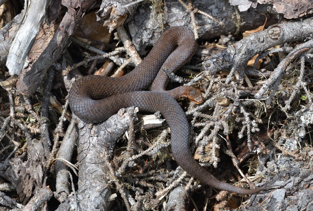 Vipera berus, Kreuzotter, common adder