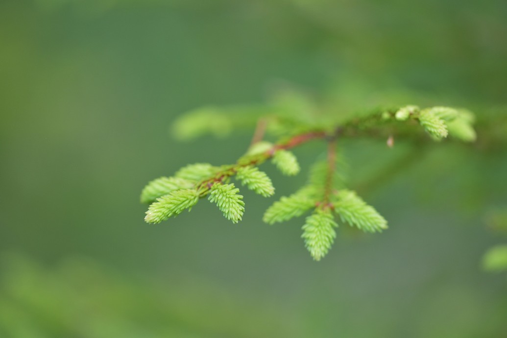 beautiful green pine tree