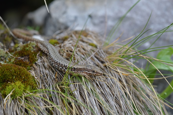 Podarcis muralis, common wall lizard, Mauereidechse