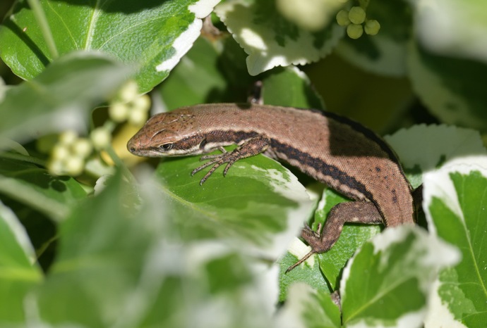 introduced Podarcis muralis, common wall lizard, Mauereidechse