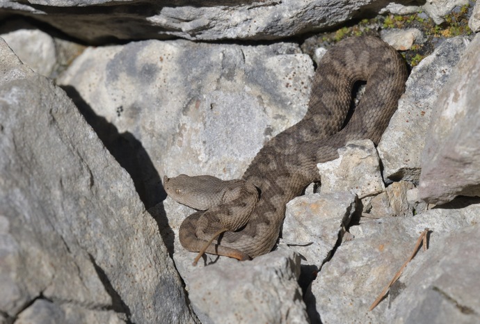 Vipera ammodytes, horned viper, Hornotter