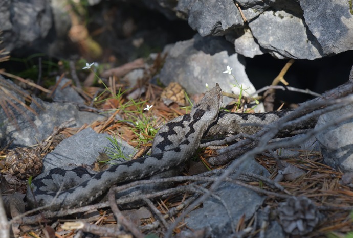 Vipera ammodytes, horned viper, Hornotter