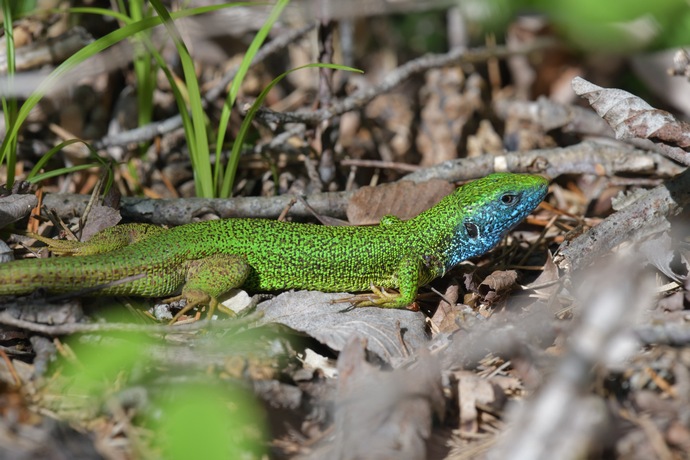 Lacerta viridis, Östliche Smaragdeidechse Männchen, eastern green lizard, male