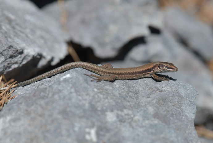 Podarcis muralis, common wall lizard, Mauereidechse