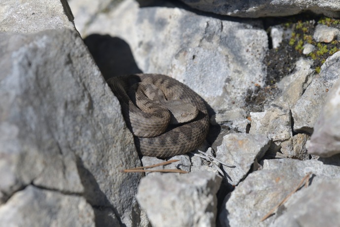 Vipera ammodytes, horned viper, Hornotter