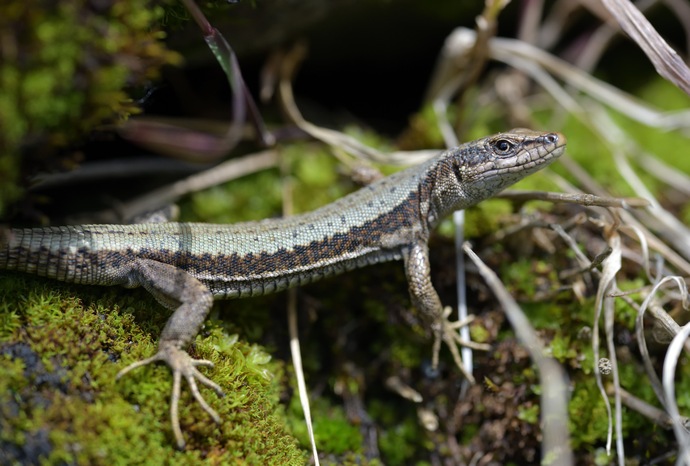 Iberolacerta horvathi, Horvath's rock lizard, Kroatische Gebirgseidechse