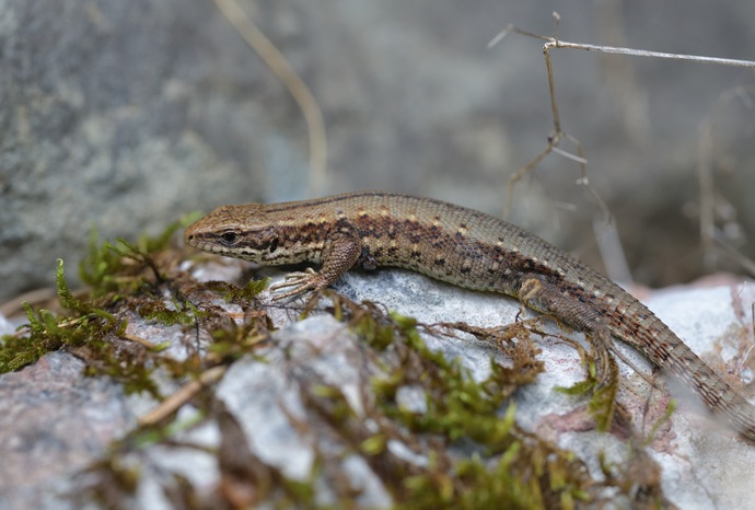 Zootoca carniolica, Kärntner Bergeidechse, carniolan lizard