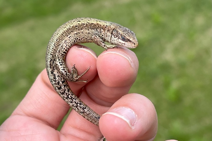 Zootoca vivpara, viviparous lizard, Bergeidechse