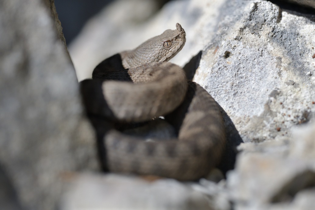 Vipera ammodytes, horned viper, Hornotter